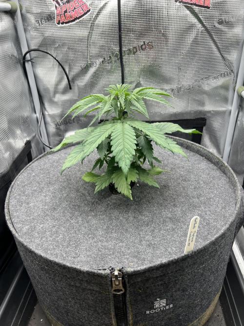 FastBuds - Tropicana Cookies FF. Week 3