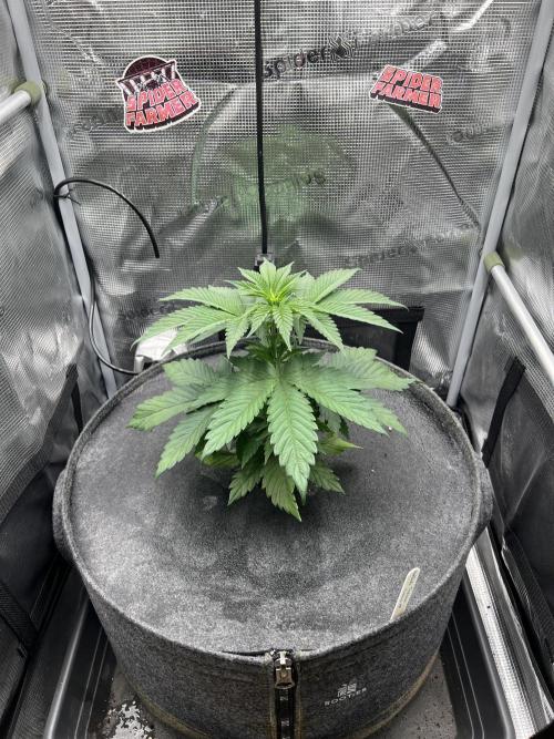 FastBuds - Tropicana Cookies FF. Week 3