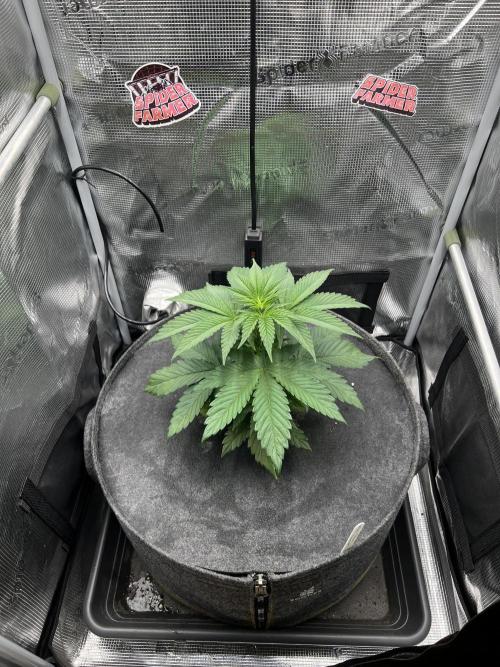 FastBuds - Tropicana Cookies FF. Week 3
