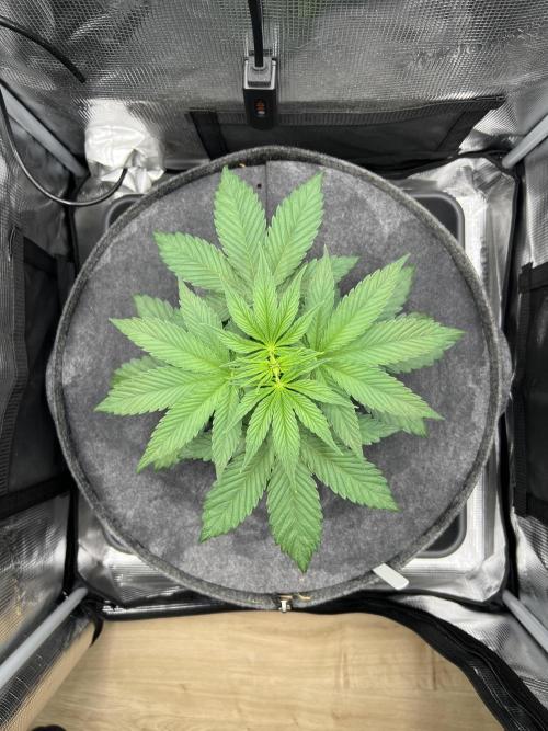 FastBuds - Tropicana Cookies FF. Week 3