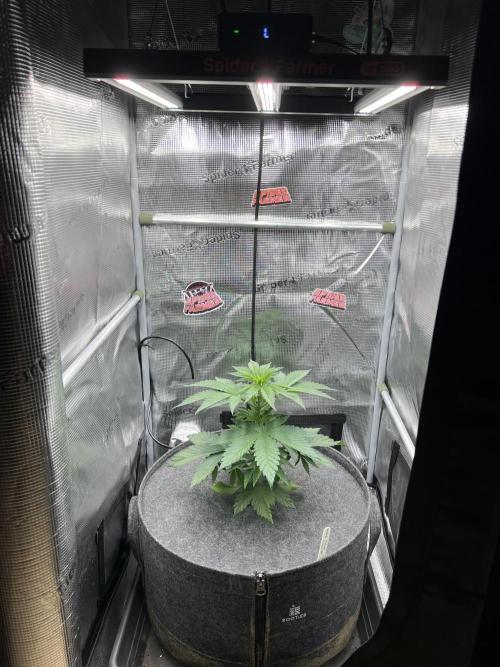 FastBuds - Tropicana Cookies FF. Week 3