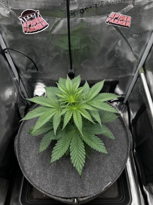 FastBuds - Tropicana Cookies FF. Week 3