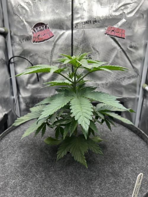 FastBuds - Tropicana Cookies FF. Week 3