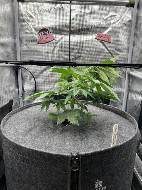 FastBuds - Tropicana Cookies FF. Week 3