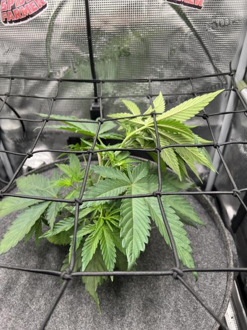FastBuds - Tropicana Cookies FF. Week 3