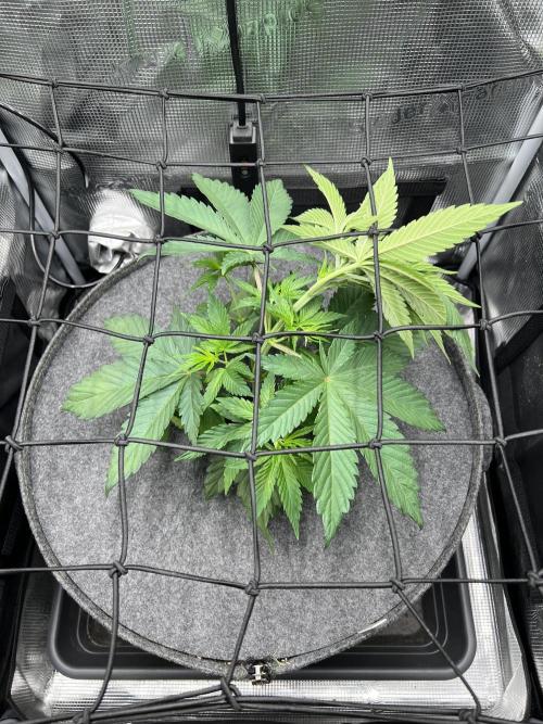 FastBuds - Tropicana Cookies FF. Week 3