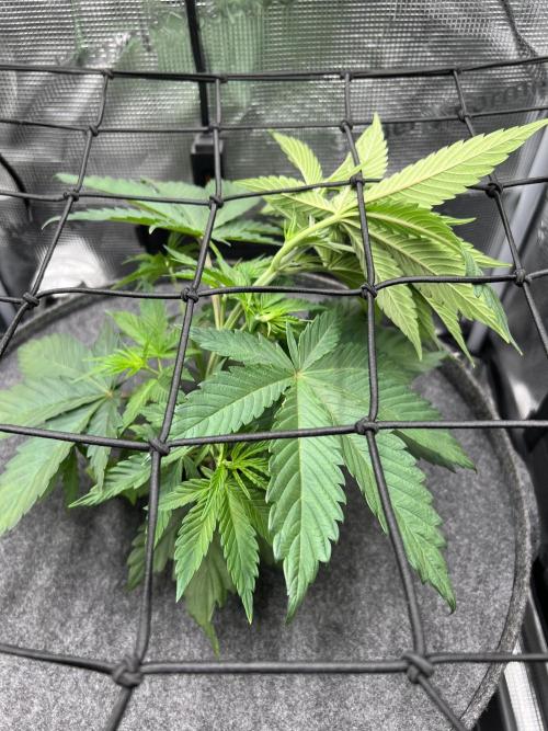 FastBuds - Tropicana Cookies FF. Week 3