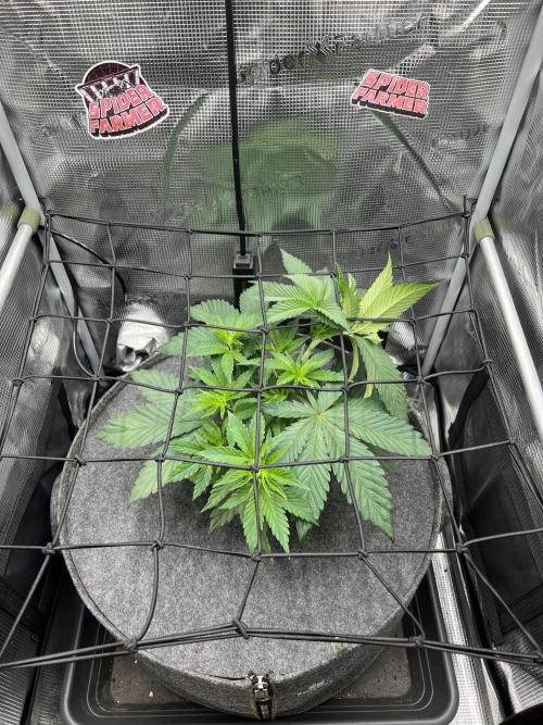FastBuds - Tropicana Cookies FF. Week 4