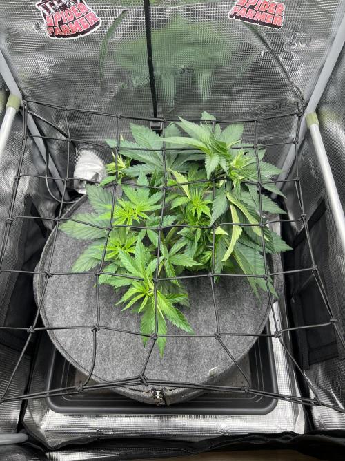 FastBuds - Tropicana Cookies FF. Week 4