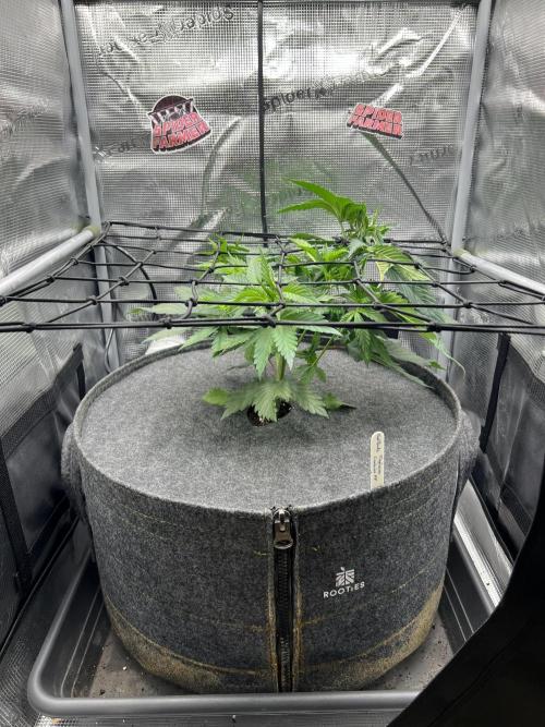 FastBuds - Tropicana Cookies FF. Week 4