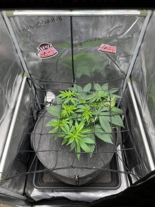 FastBuds - Tropicana Cookies FF. Week 4