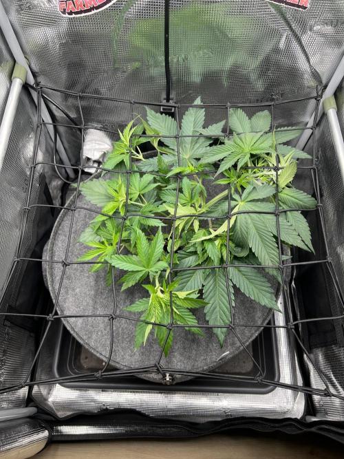 FastBuds - Tropicana Cookies FF. Week 4