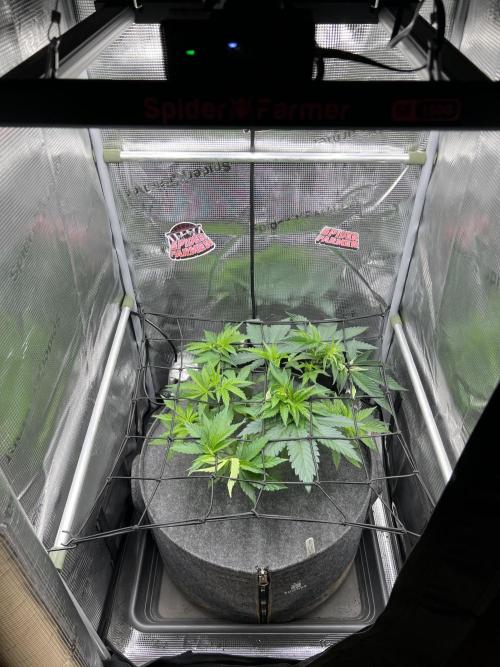 FastBuds - Tropicana Cookies FF. Week 4