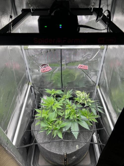 FastBuds - Tropicana Cookies FF. Week 4
