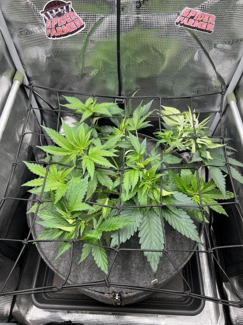 FastBuds - Tropicana Cookies FF. Week 4