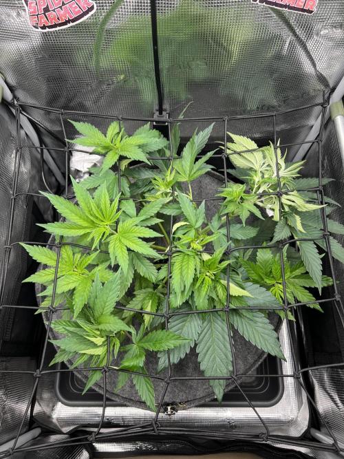 FastBuds - Tropicana Cookies FF. Week 4