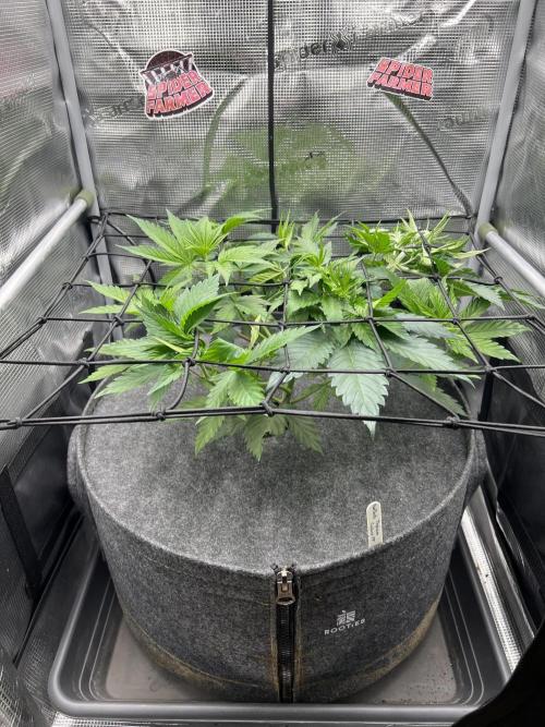FastBuds - Tropicana Cookies FF. Week 4