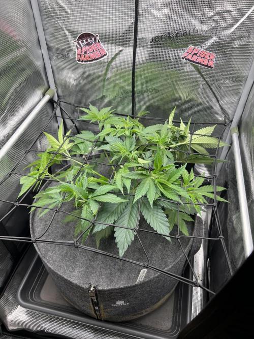 FastBuds - Tropicana Cookies FF. Week 4