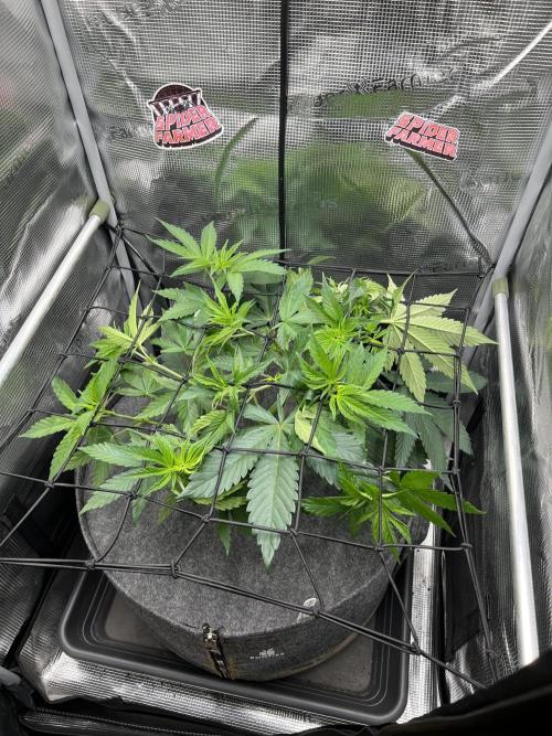 FastBuds - Tropicana Cookies FF. Week 4