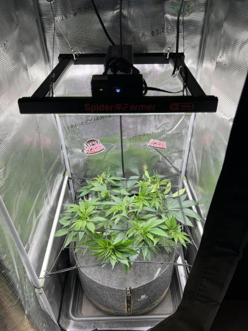 FastBuds - Tropicana Cookies FF. Week 5