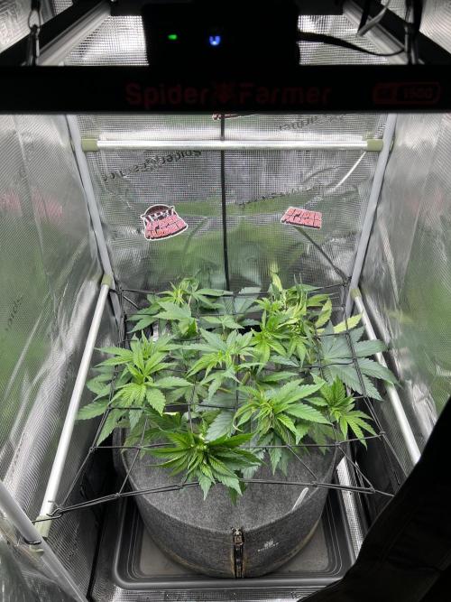 FastBuds - Tropicana Cookies FF. Week 5