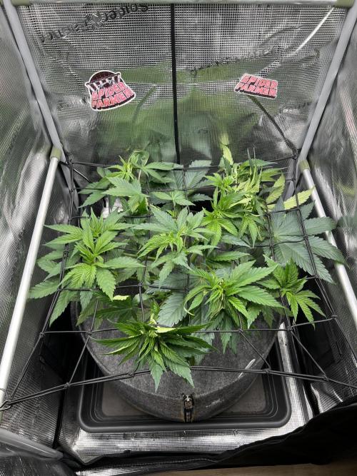 FastBuds - Tropicana Cookies FF. Week 5