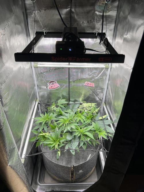 FastBuds - Tropicana Cookies FF. Week 5