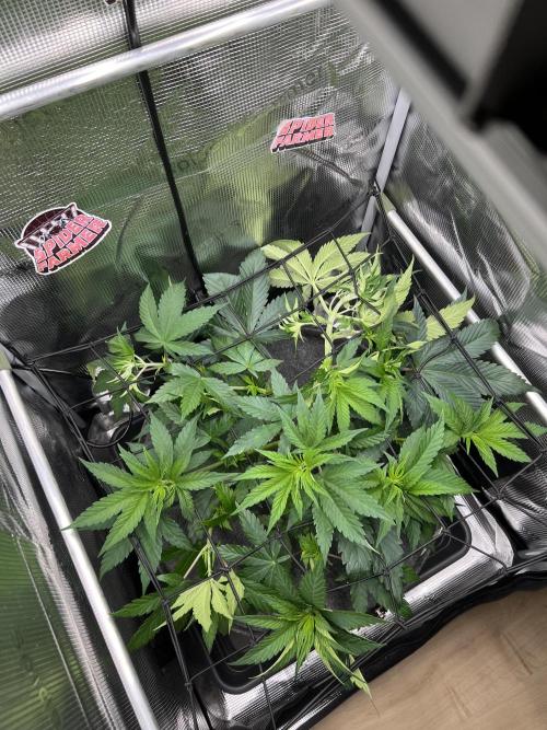 FastBuds - Tropicana Cookies FF. Week 5