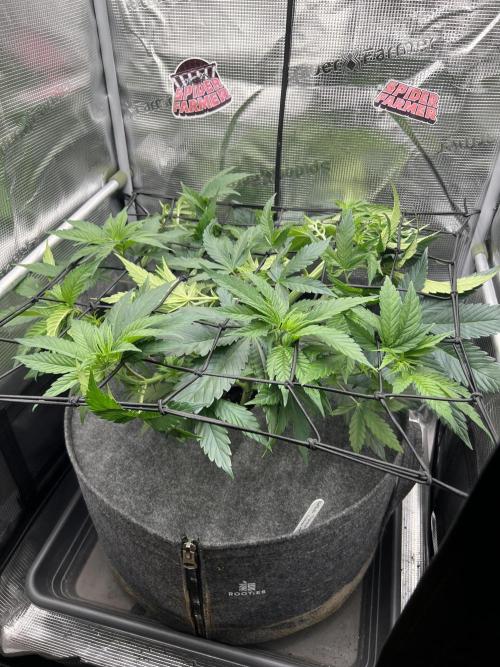 FastBuds - Tropicana Cookies FF. Week 5