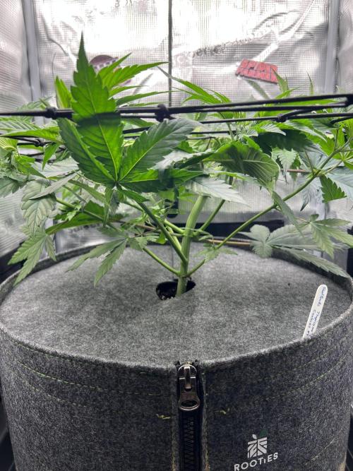 FastBuds - Tropicana Cookies FF. Week 5