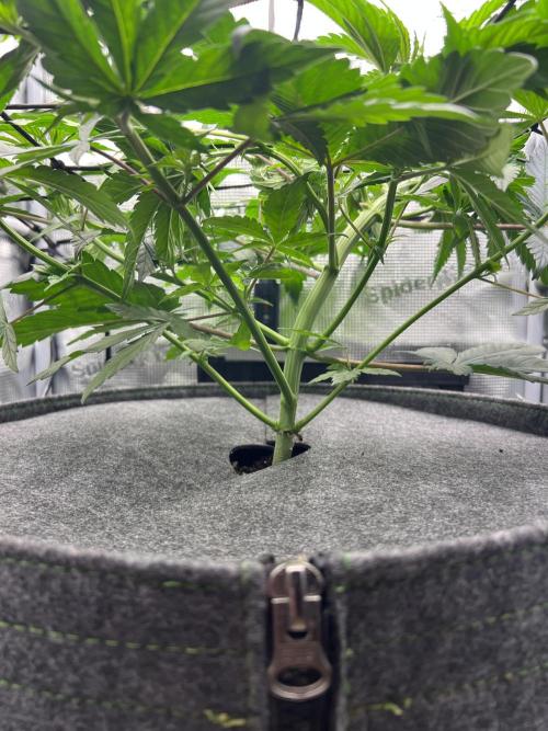 FastBuds - Tropicana Cookies FF. Week 5