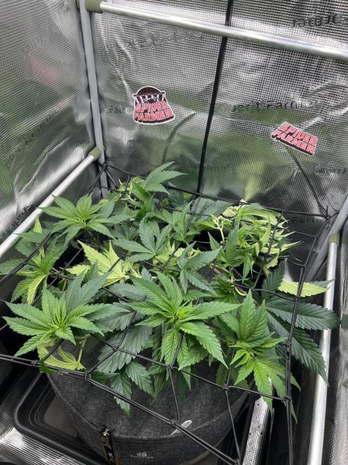 FastBuds - Tropicana Cookies FF. Week 5