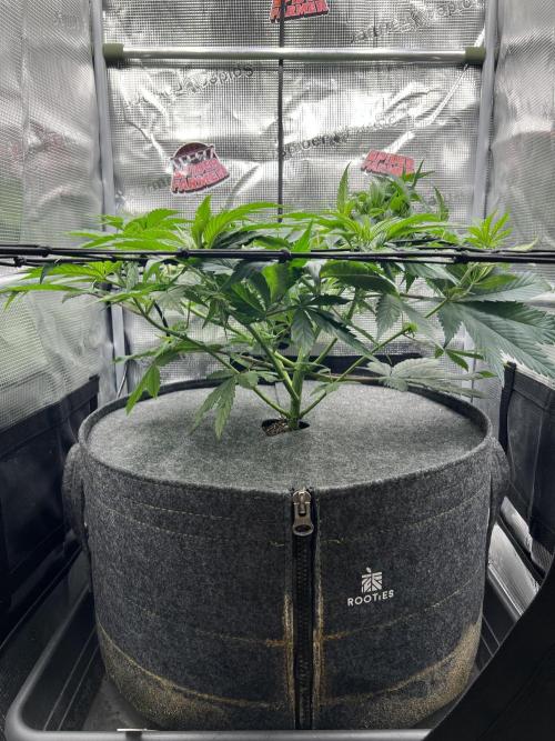 FastBuds - Tropicana Cookies FF. Week 5