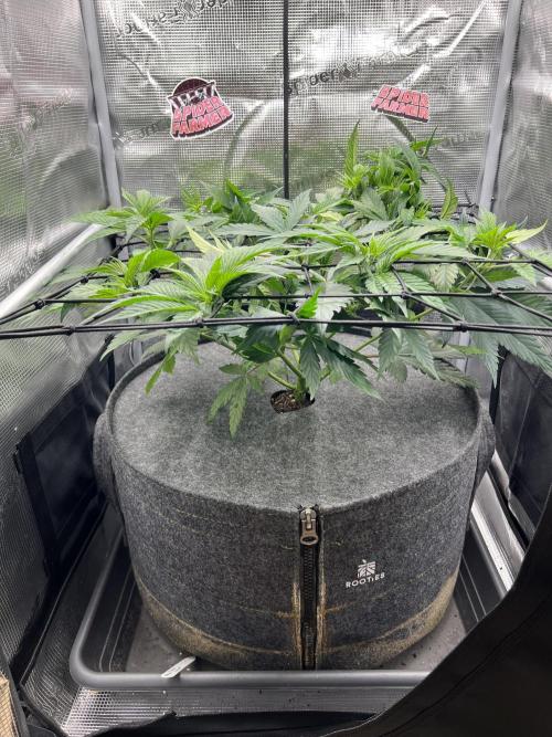 FastBuds - Tropicana Cookies FF. Week 5