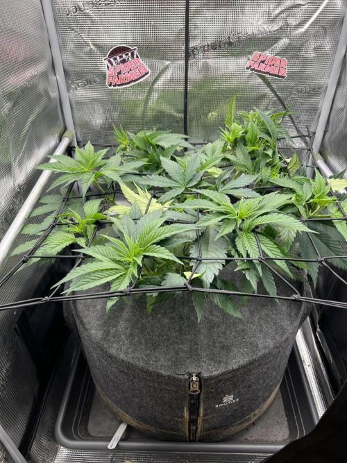 FastBuds - Tropicana Cookies FF. Week 5