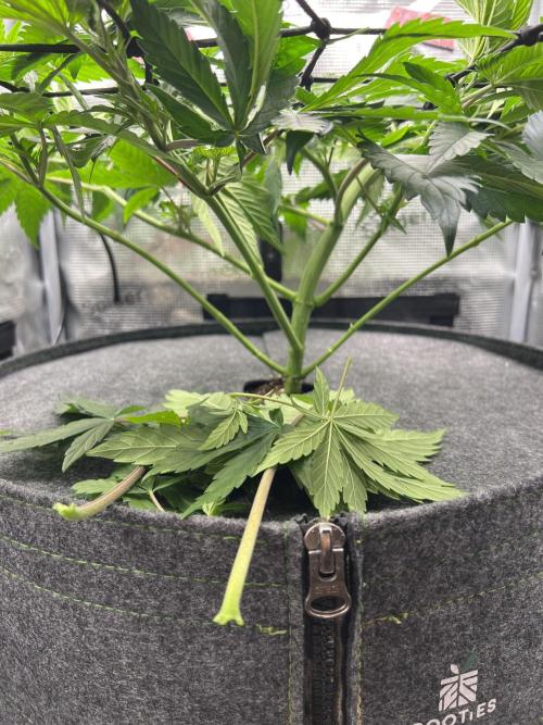 FastBuds - Tropicana Cookies FF. Week 5