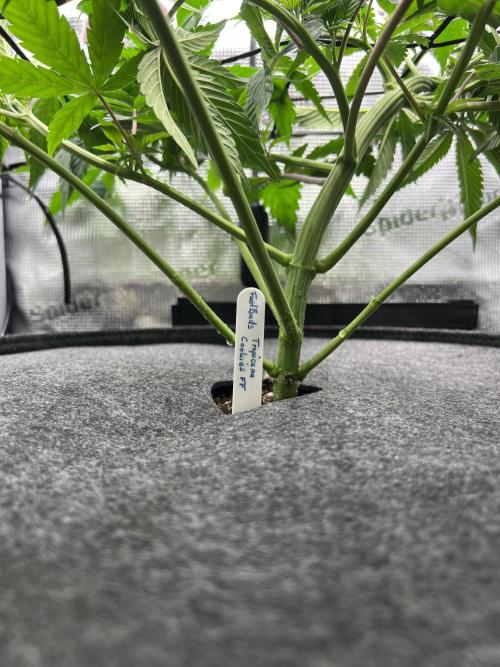 FastBuds - Tropicana Cookies FF. Week 5