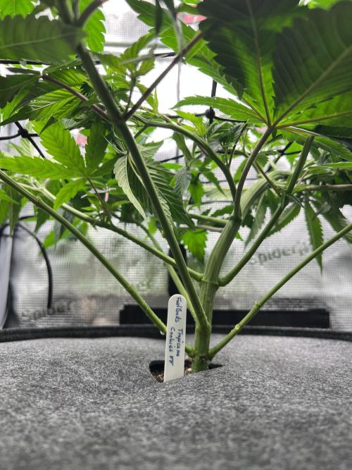 FastBuds - Tropicana Cookies FF. Week 5