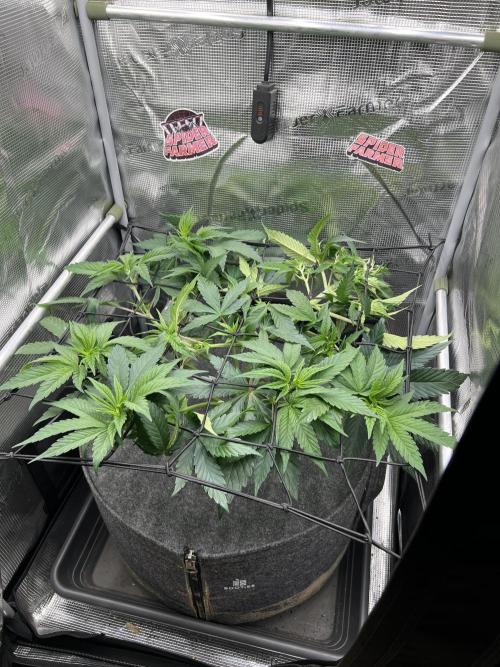 FastBuds - Tropicana Cookies FF. Week 5