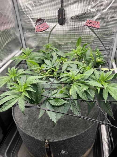 FastBuds - Tropicana Cookies FF. Week 5
