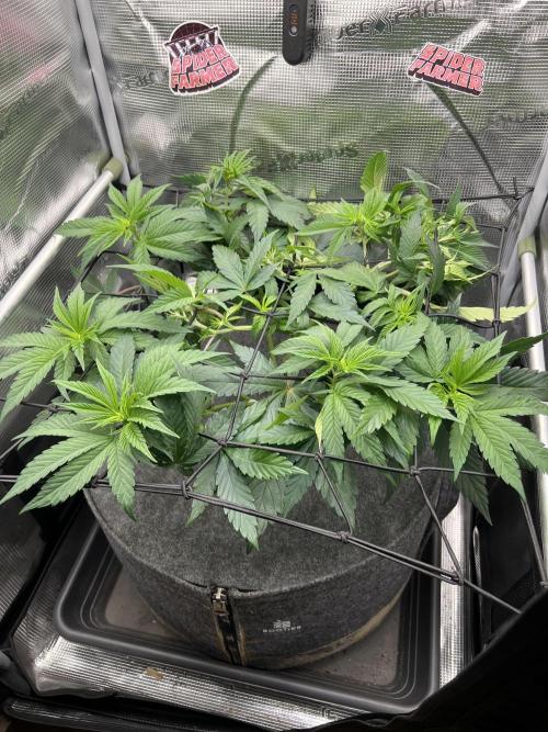 FastBuds - Tropicana Cookies FF. Week 5