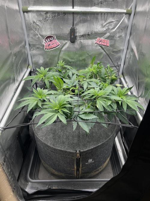 FastBuds - Tropicana Cookies FF. Week 5