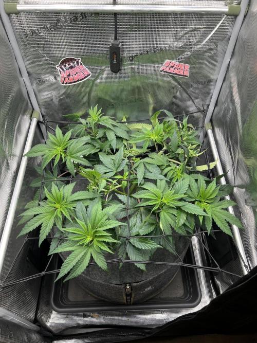 FastBuds - Tropicana Cookies FF. Week 5