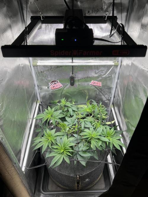 FastBuds - Tropicana Cookies FF. Week 5