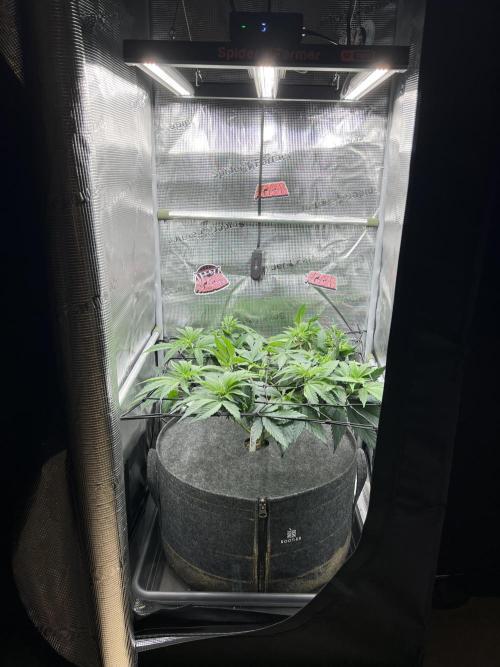 FastBuds - Tropicana Cookies FF. Week 5