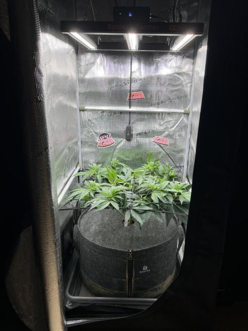 FastBuds - Tropicana Cookies FF. Week 5