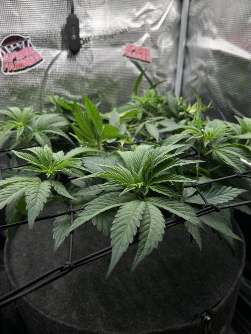 FastBuds - Tropicana Cookies FF. Week 5