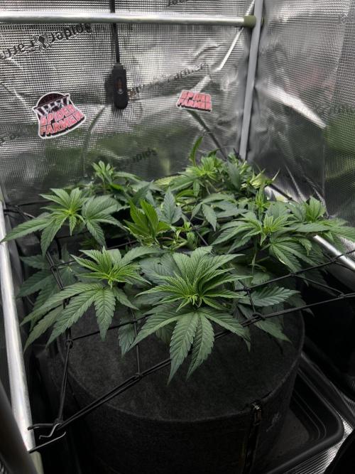 FastBuds - Tropicana Cookies FF. Week 5