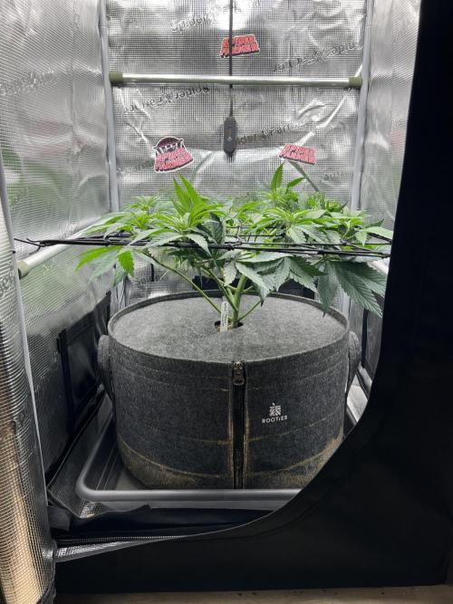 FastBuds - Tropicana Cookies FF. Week 5