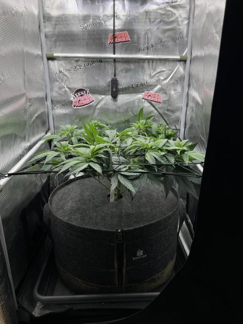 FastBuds - Tropicana Cookies FF. Week 5
